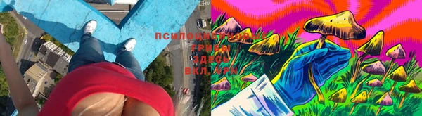 гашик Богданович